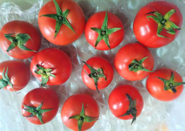 挑選西紅柿時我們要如何辨別有沒有打激素？