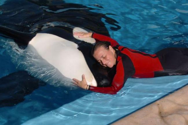 美國女馴獸師道恩被她照顧了16年的虎鯨拖下水咬死