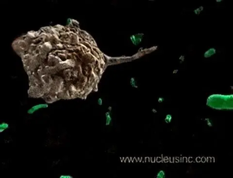 什麼是巨噬細胞？巨噬細胞在人體內都有哪些作用？